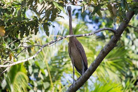 Great-billed Heron (Ardea sumatrana)